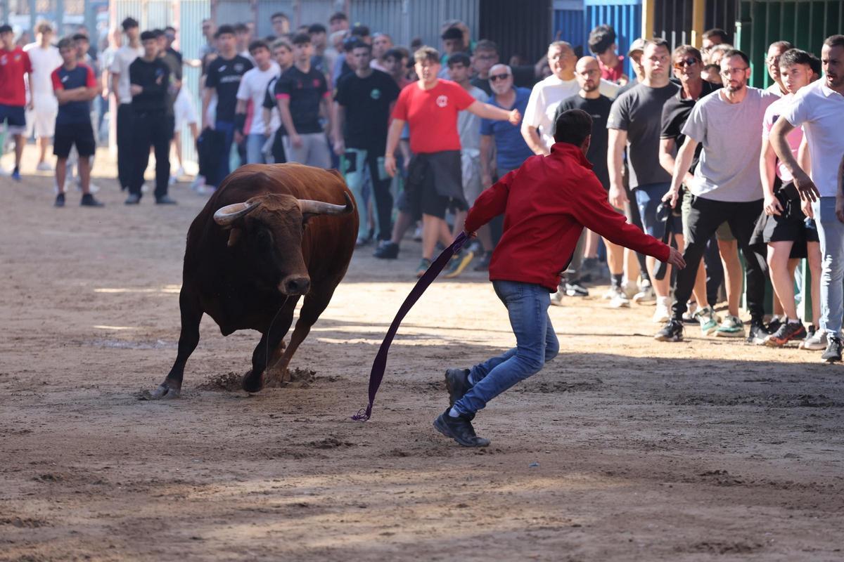 Fotogalería I Las imágenes de la tercera jornada de 'bou al carrer' de las fiestas de Sant Pasqual en Vila-real