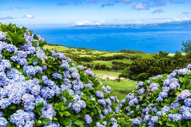 Azores, hortensias