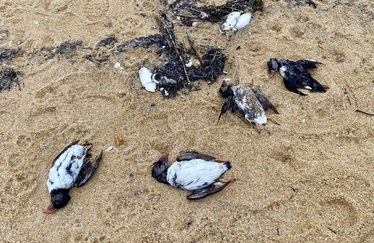 Frailecillos varados en la playa de Area Grande (O Grove).