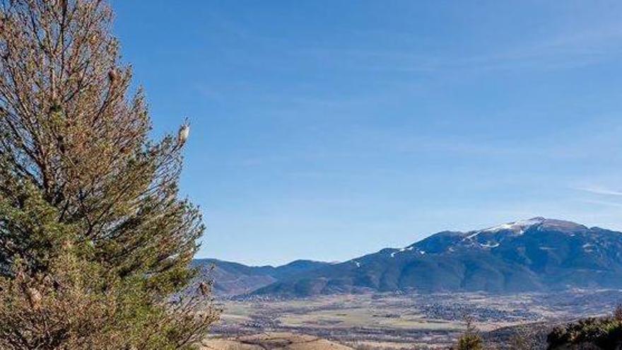 Un pi ple de bosses de processionària a la zona de la solana de la Cerdanya.