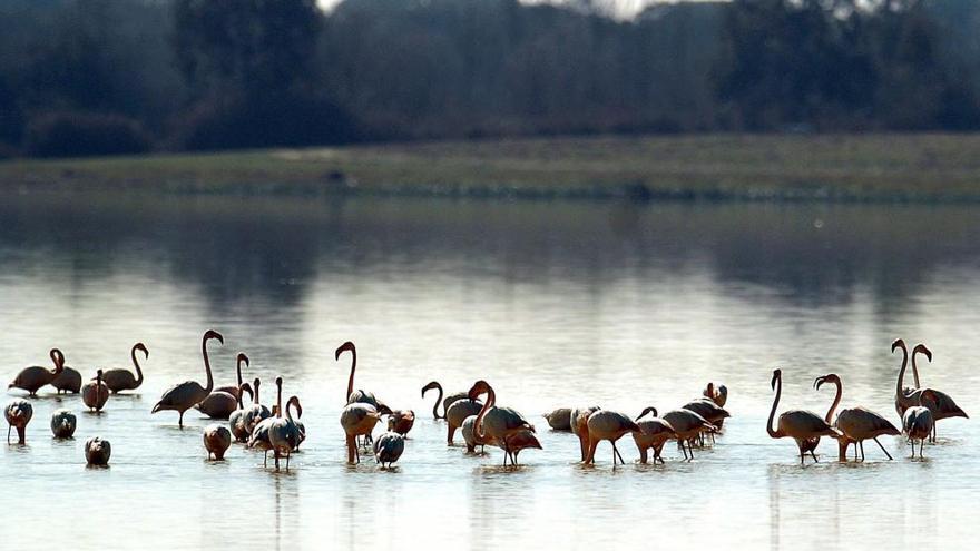 Aves en el Parque Nacional de Doñana.