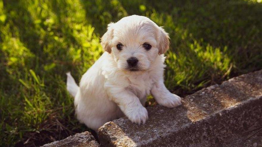 Siete beneficios de convivir con una mascota