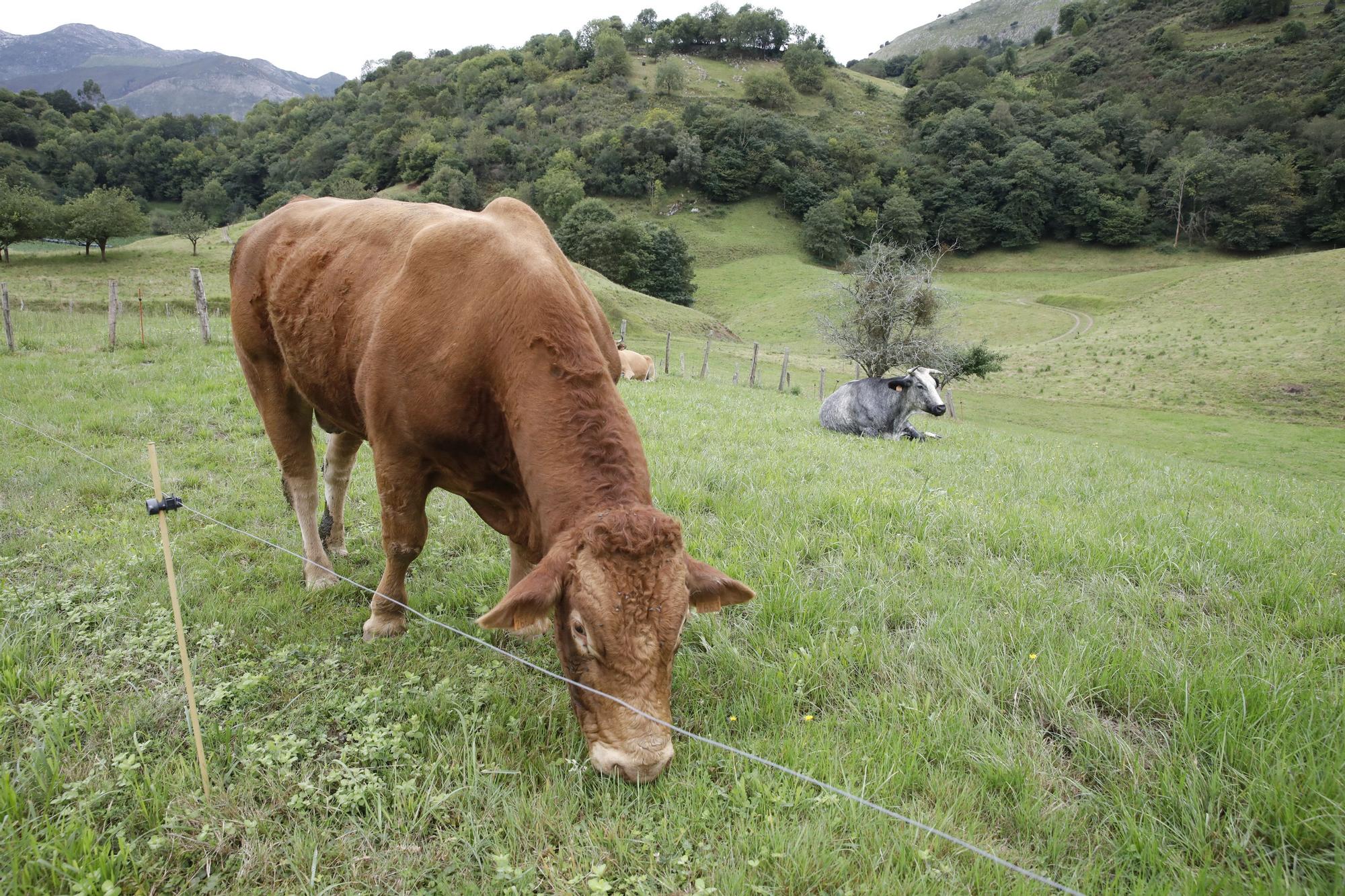 Ruta por Asturias: por el Camín Encantáu