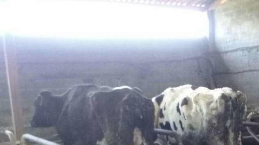 Vacas en mal estado, en una granja de Chantada. // G.C.