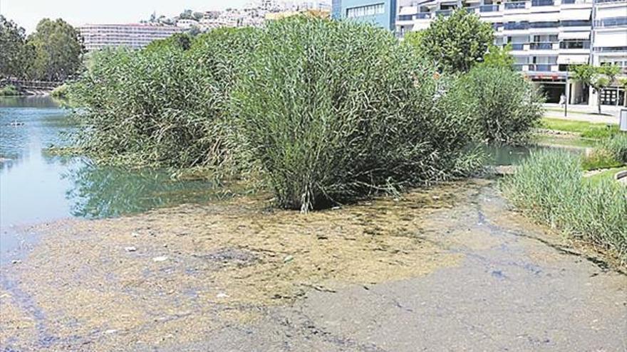 Peñíscola actuará en el Ullal por la presencia de algas