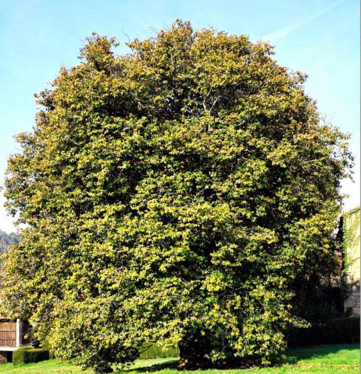 Na imaxe, a camelia Pantalóns ubicada no Pazo de Lens, en Ames. Foto: Castro