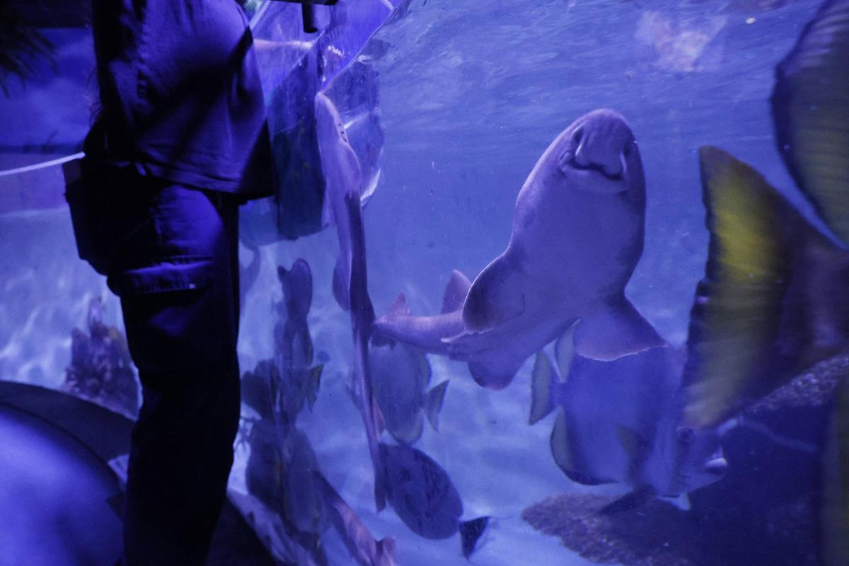El trabajo de los profesionales del Acuario de Gijón, que alcanza sus 20 años de actividad, en imágenes.