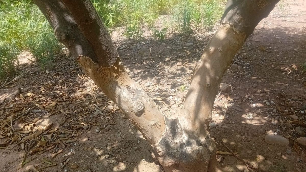 Danys per conills i senglars en una explotació valenciana