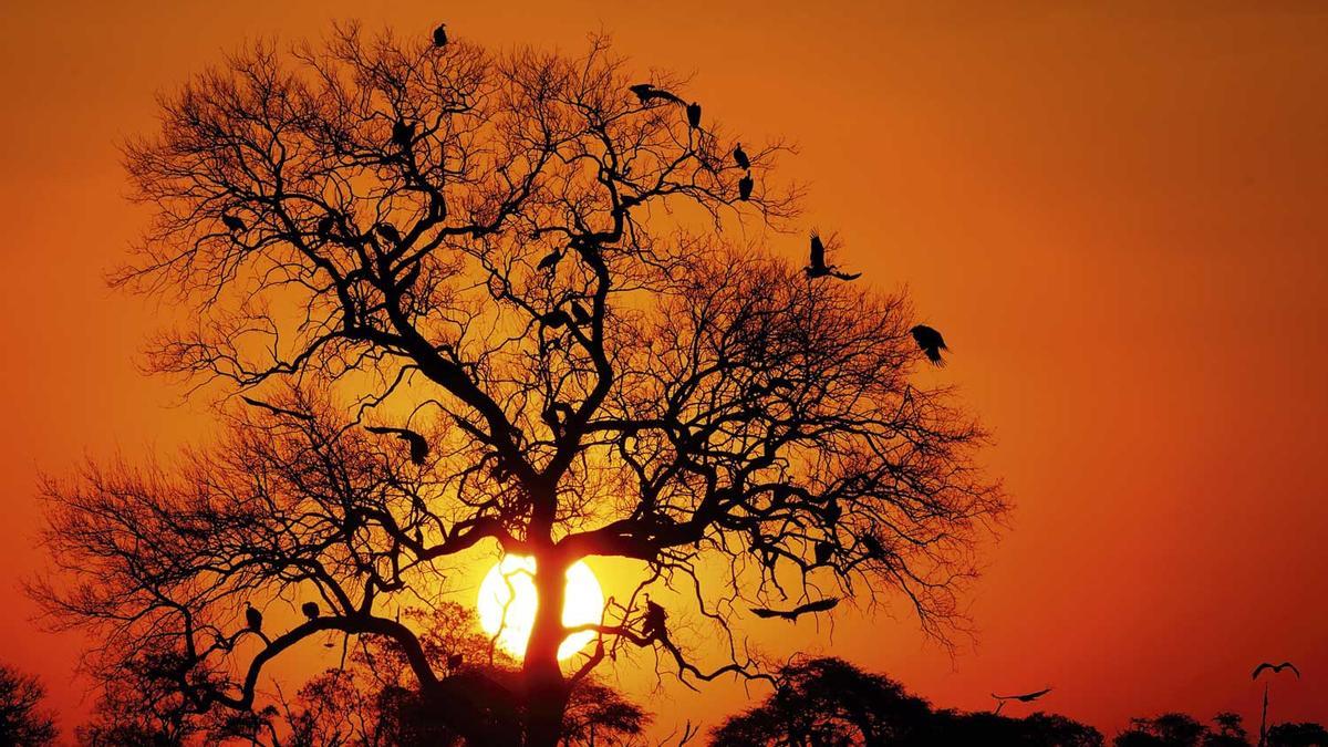 Buitres sobre un árbol al atardecer