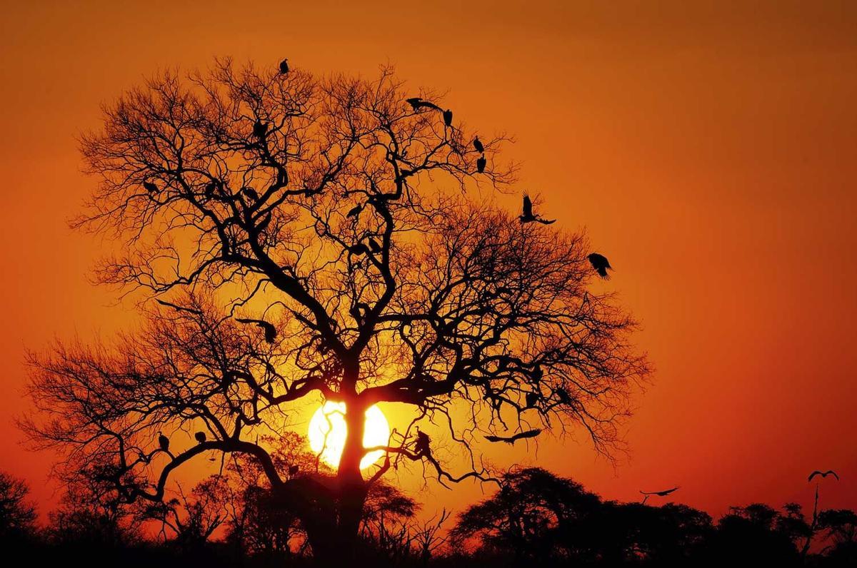 Buitres sobre un árbol al atardecer