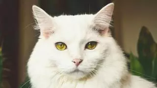 ¿Por qué los gatos tienen orejas puntiagudas? La clave está en su anatomía y evolución