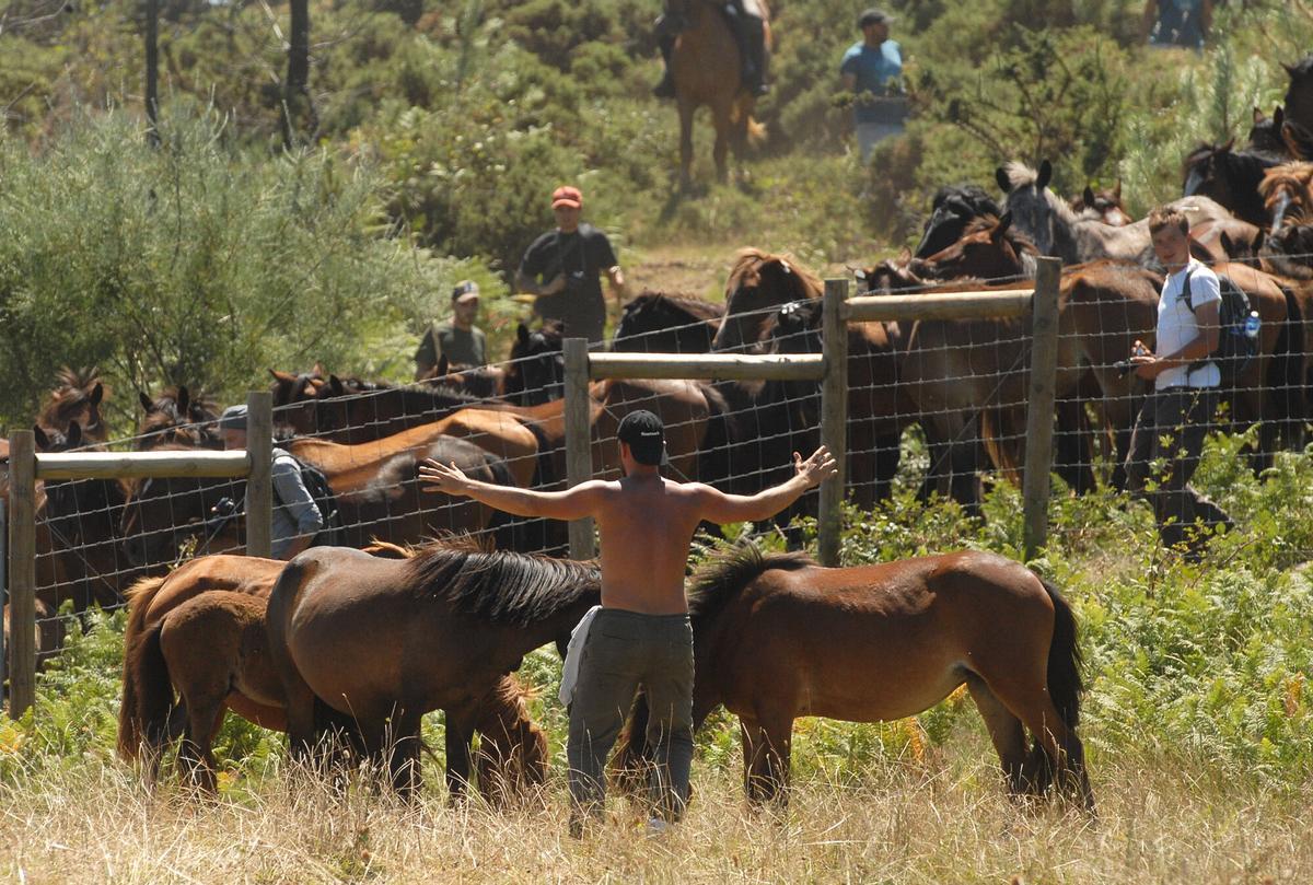 Rapa das Bestas de Sabucedo, A Estrada, 2026.