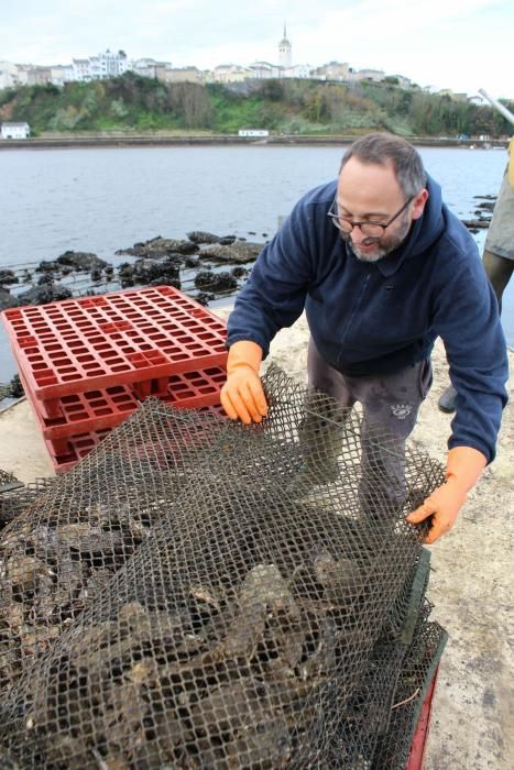 Ostras en la ría del Eo