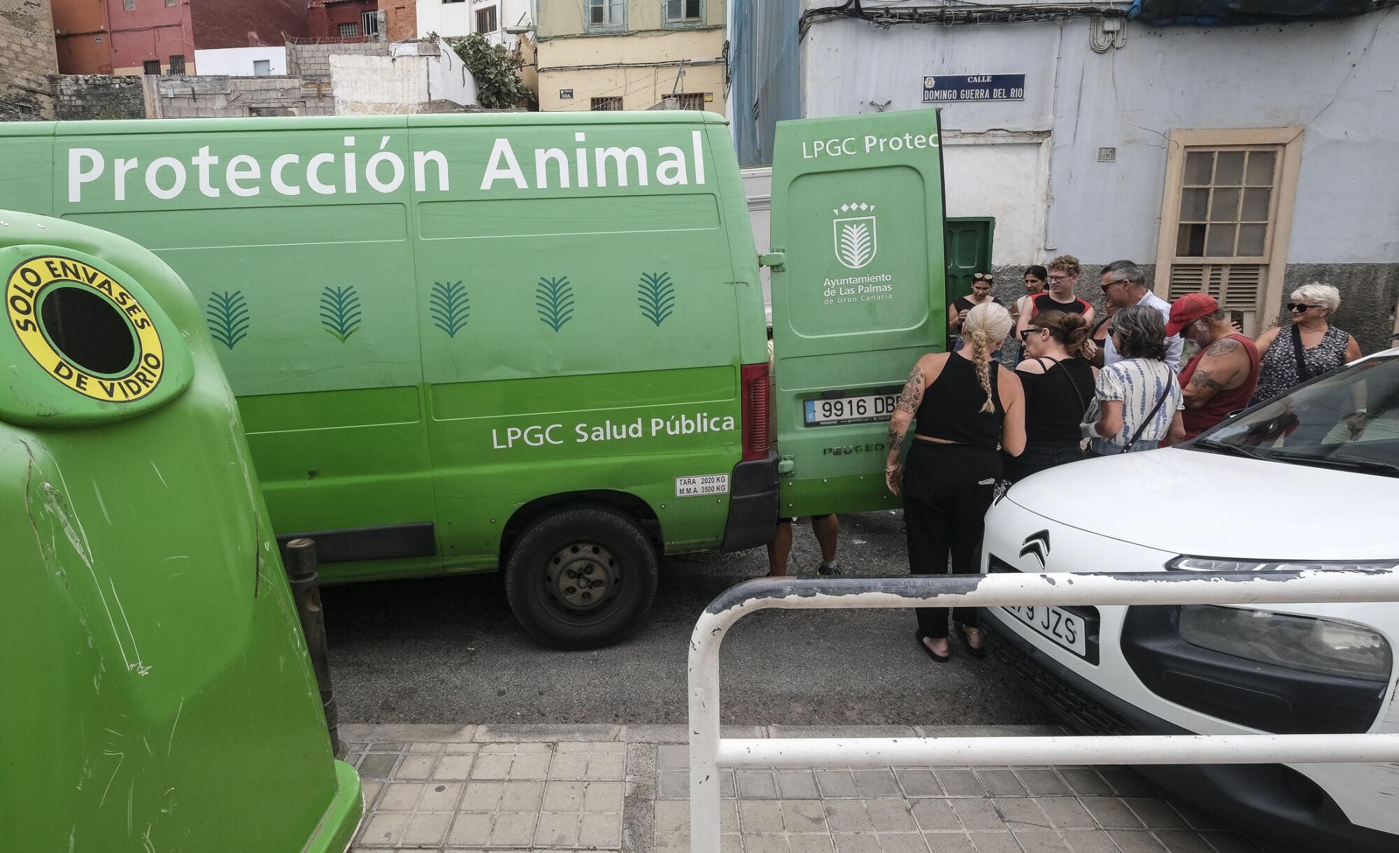 Suelta de gatos castrados en El Risco de San Nicolás