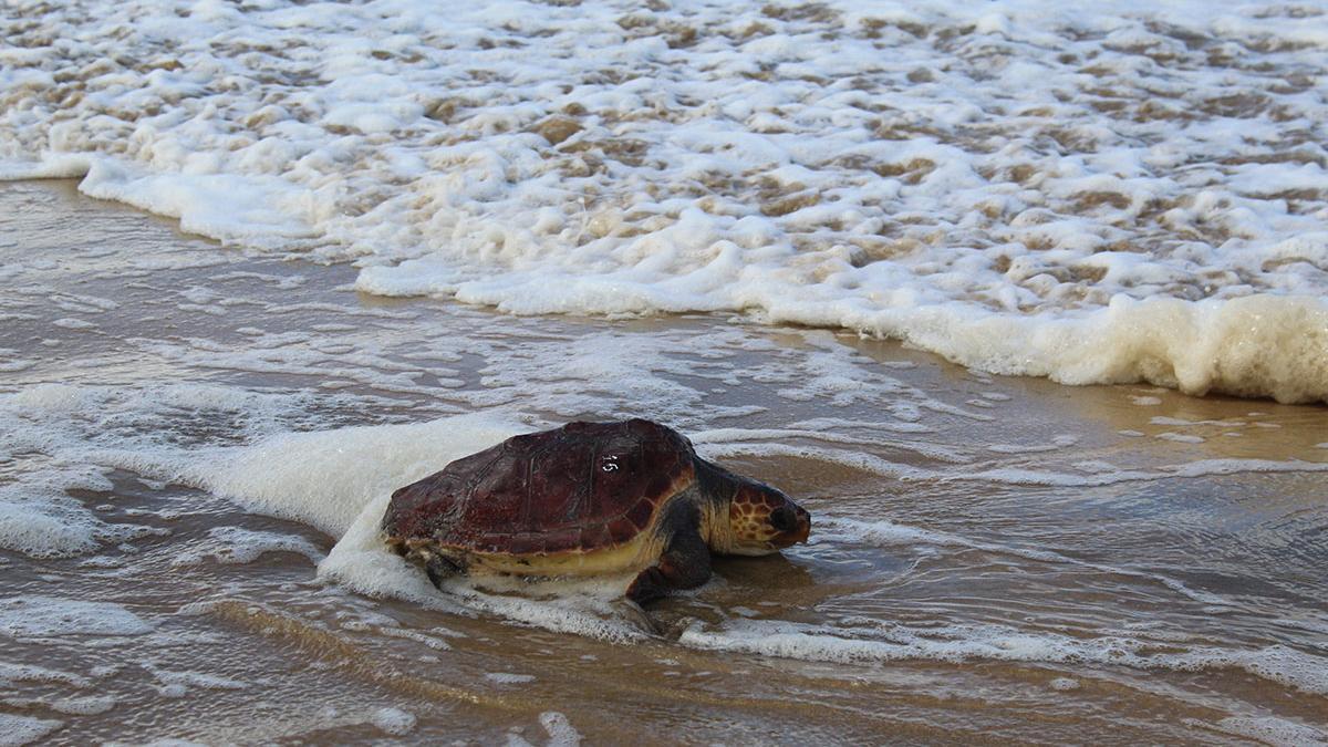 La tortuga Ajuy vuelve al mar en Cofete.