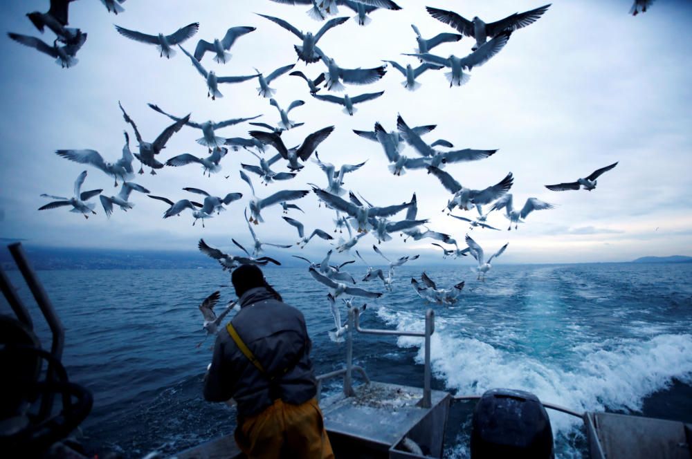 Fisherman Cyril Delley gives fishes to the gulls ...