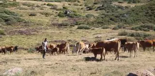 Ganaderos del Parque Natural piden medidas para frenar la EHE del vacuno en Sanabria