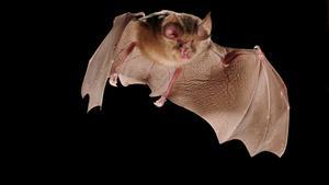 ¿Com es pot evitar que un altre virus dels ratpenats causi un brot pandèmic?