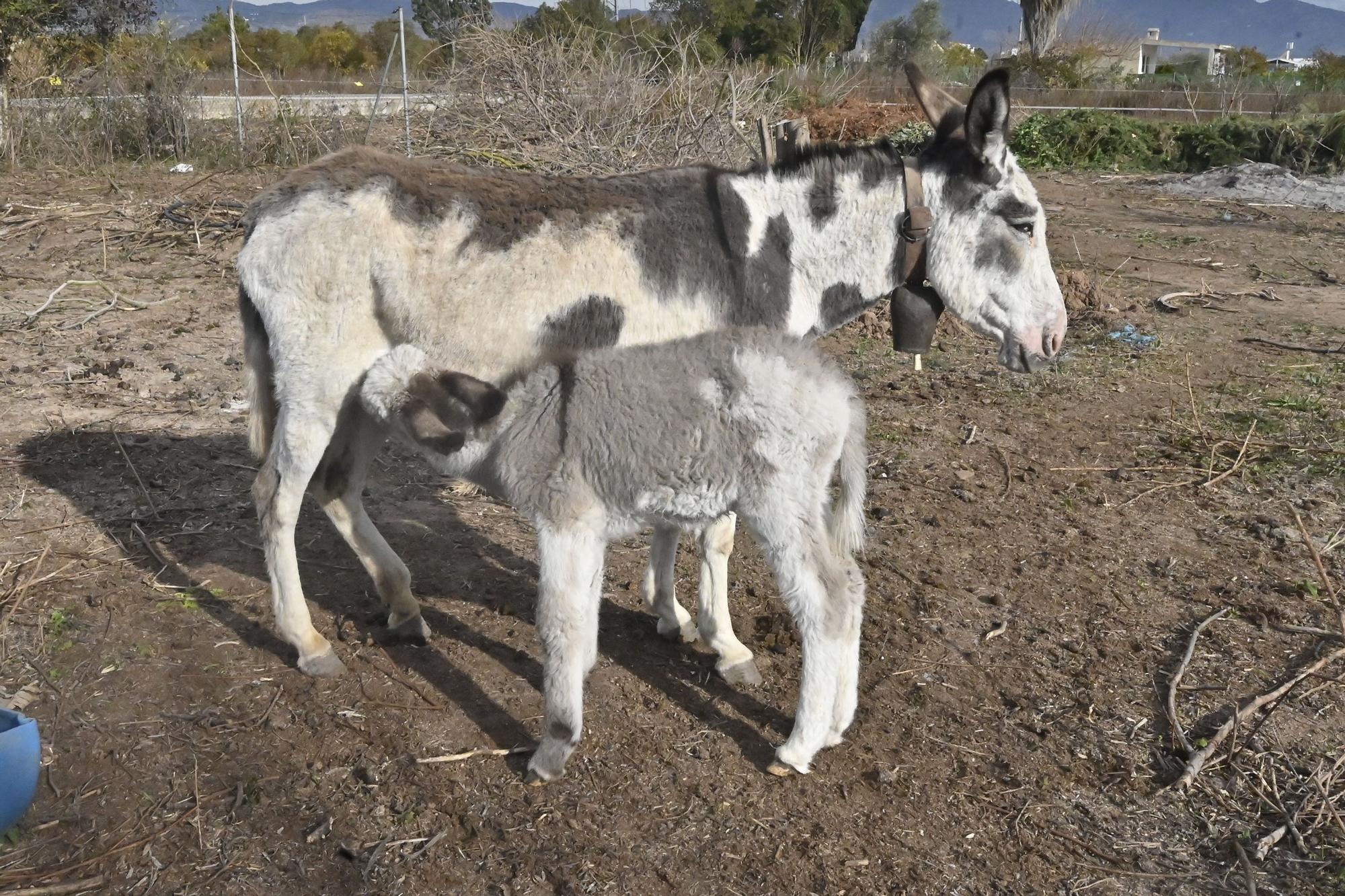 La nueva vida de los burros del Desert de les Palmes, en imágenes