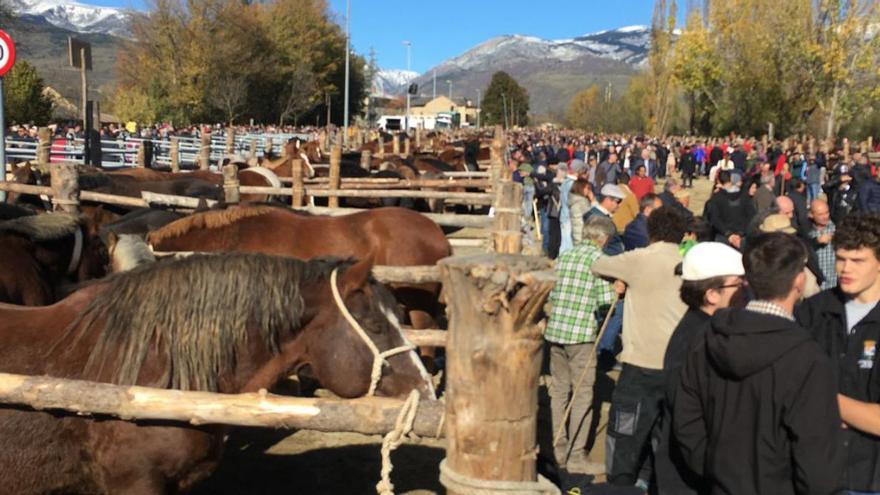 Aspecte de la zona de corrals on s’han mostrat uns 600 cavalls | MIQUEL SPA