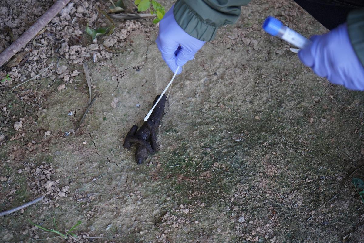 Identifican el ADN de un mismo perro en 13 pruebas de excremento en Santa Eulària