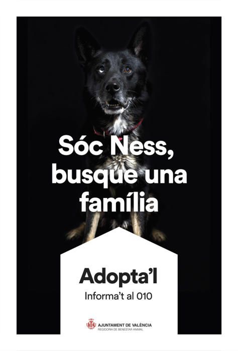 València pone cara y nombre a los perros de Benimàmet que buscan familia de adopción