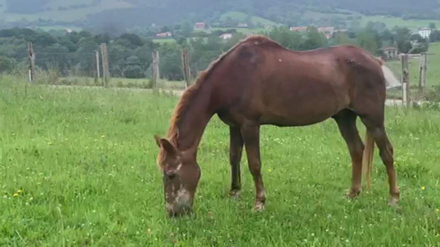 El dulce destino del caballo “Almíbar” en Asturias gracias a Juan Ramón Lucas y Sandra Ibarra: “Es un regalo”