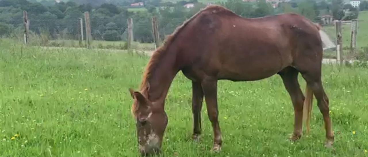 “Almíbar”, pastando en la finca de Noriega.. | J. R. L.