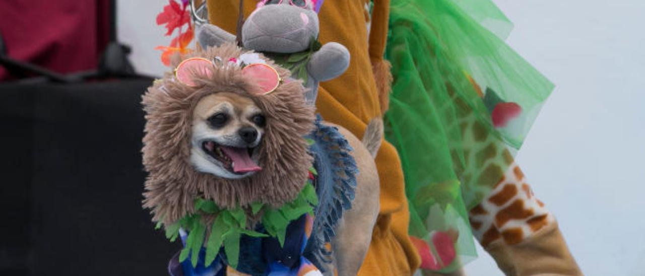 Uno de los participantes en el carnaval canino de la capital grancanaria.