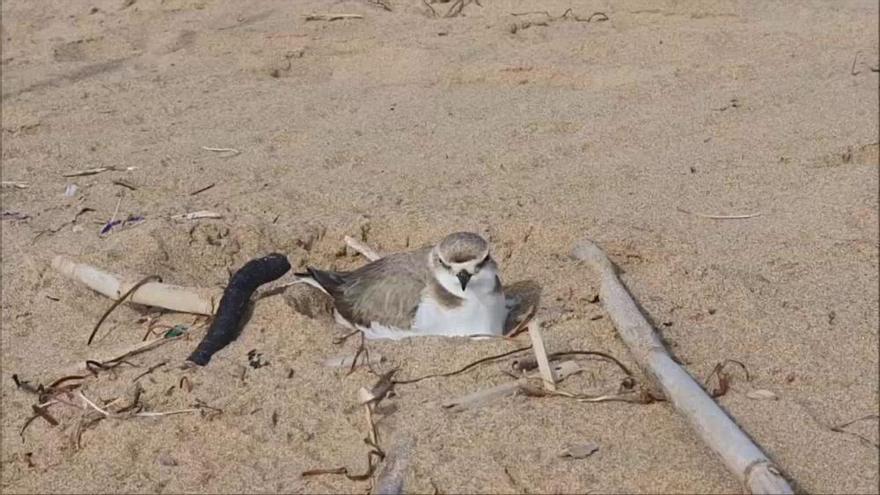 El chorlitejo patinegro nidifica en plena playa de La Mata de Torrevieja