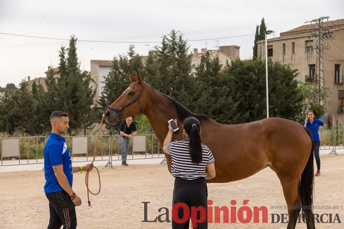 Control veterinario de los Caballos del Vino en Caravaca