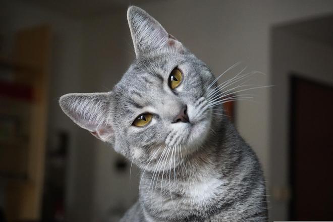 Un gat gris.