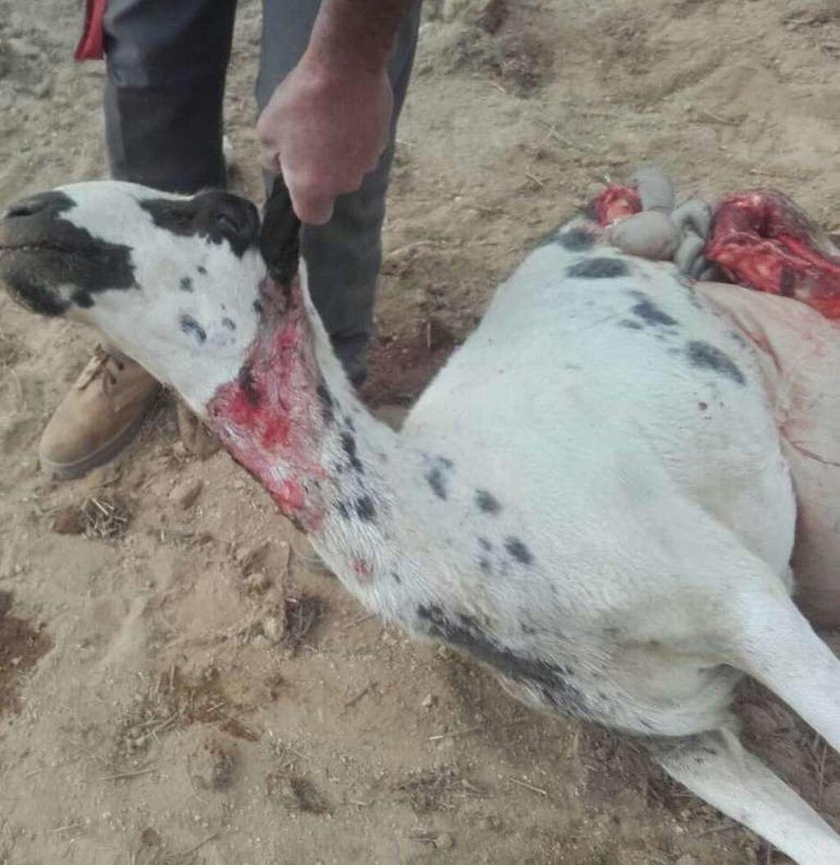Oveja muerta ayer en la explotación de ovino de Gáname.