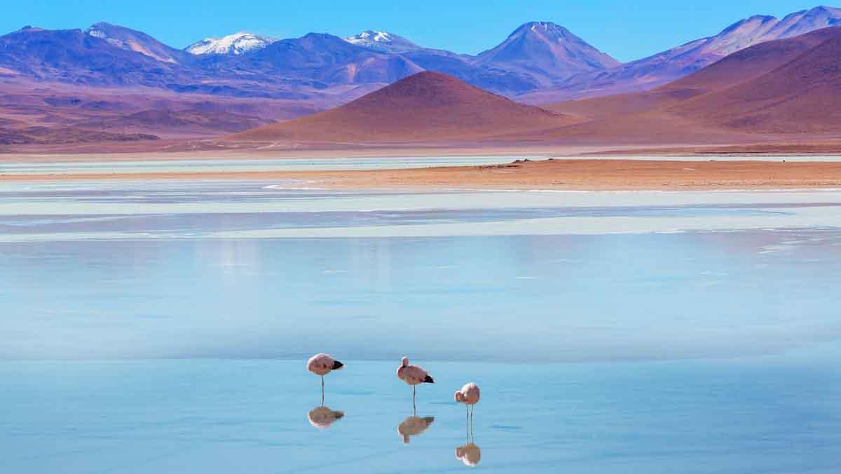La Laguna Colorada, hogar de flamencos andinos.