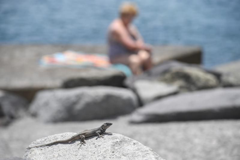 08-06-20   LAS PALMAS DE GRAN CANARIA. CIUDAD Y PISCINAS DE LA LAJA. Reportaje afluencia a la Biblioteca Estatal y a las piscinas de La Laja .  Fotos: Juan Castro.  | 08/06/2020 | Fotógrafo: Juan Carlos Castro