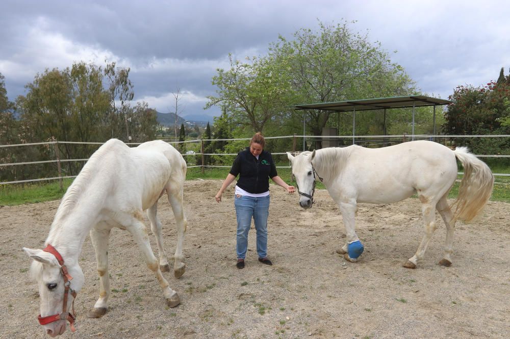 Santuario de caballos CYD Santa María en Alhaurín