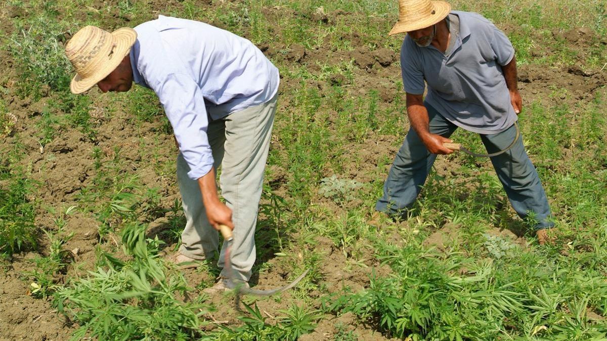 Erradicación del cultivo del cannabis en la provincia de Larache, en junio de 2005  En la imagen  dos militares supervisan  el trabajo de varios hombres que arrancan las plantas   FOTO  KHALIL SHIKAKI