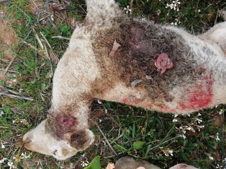 Siete ovejas muertas por un ataque de perros en Formentera