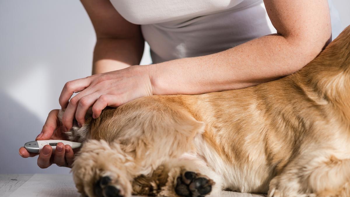 Temperatura normal de un perro | Cuál es la temperatura normal de un perro  y cómo saber si tiene fiebre