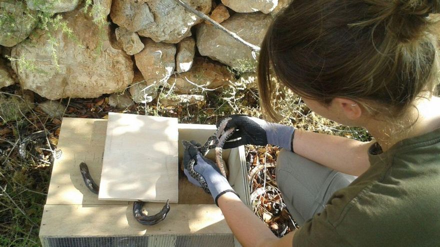 Werden abgeholzt: die Ombubäume auf Palmas Stadtmauer.