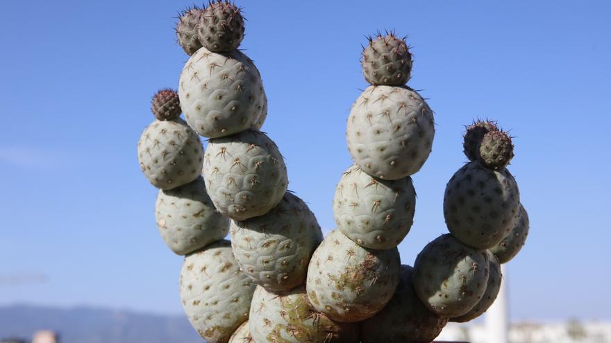 &quot;Kakteen brauchen Zuhörer&quot;: Zu Besuch im Topfpflanzen-Paradies auf Mallorca