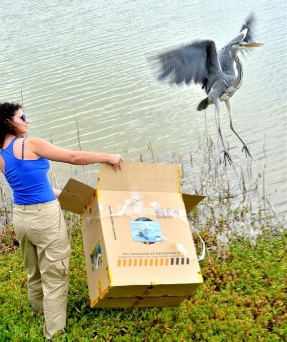 GARZA ÁNADE TORTUGA SUELTA CHARCA MASPALOMAS