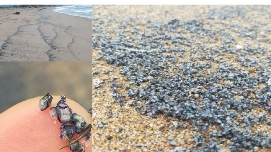 Milers d&#039;exemplars d&#039;una espècie amb cèl·lules urticants apareix a les platges de l&#039;Estartit