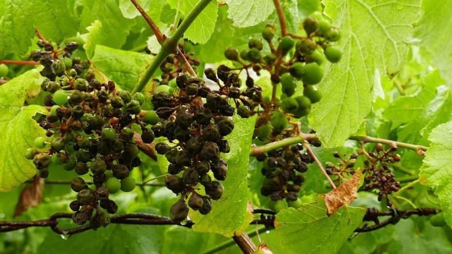 Aviso a viticultores: el mildiu acecha en Rías Baixas por las lluvias