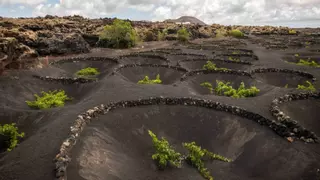Así es la bodega canaria que desafió a un volcán y lleva 250 años resistiendo