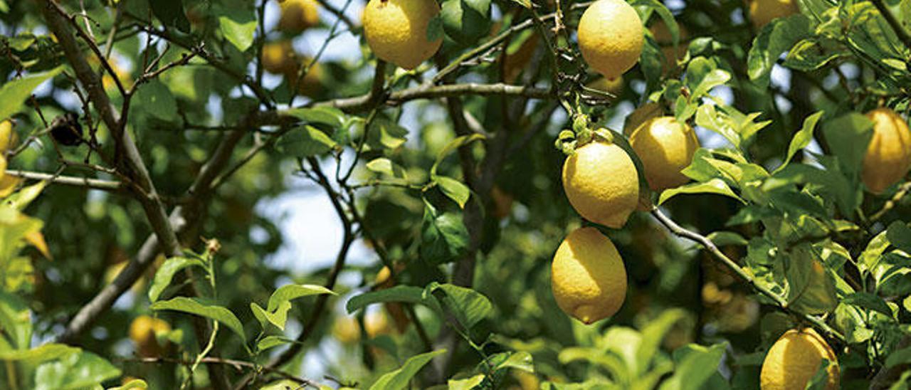 Helado de limón