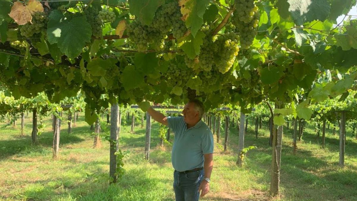 El bodeguero Isidoro Serantes revisando sus viñedos, hace unos días. |   //  FDV