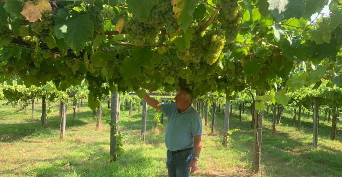 El bodeguero Isidoro Serantes revisando sus viñedos, hace unos días. |   //  FDV