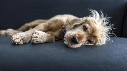 MASCOTAS FIN DE SEMANA: ¿Cómo evito que a mi perro se le caiga tanto el pelo ?