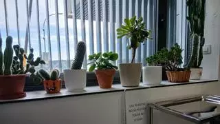 Alerta a los ladrones de cactus del Chuac de A Coruña